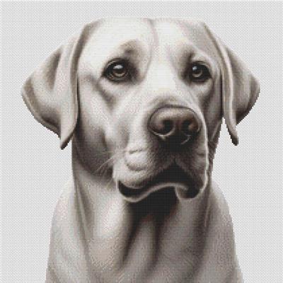 (image for) Silver Labrador Retriever